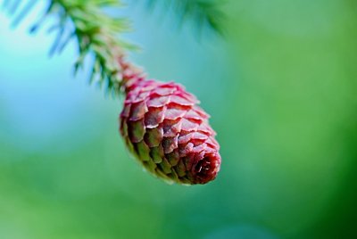 Picea abies 'Acrocona' - smrk ztepilý - samičí květenství